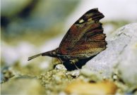 Nettle-tree Butterfly 2005 - Clive Burrows